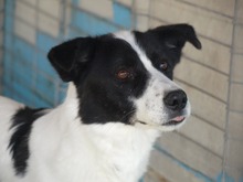 SORIN, Hund, Mischlingshund in Rumänien - Bild 3
