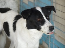 SORIN, Hund, Mischlingshund in Rumänien - Bild 4