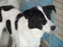 SORIN, Hund, Mischlingshund in Rumänien - Bild 5