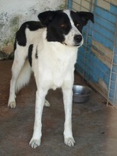 SORIN, Hund, Mischlingshund in Rumänien - Bild 6