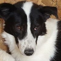SORIN, Hund, Mischlingshund in Rumänien - Bild 8