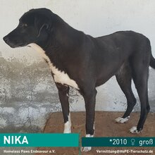 NIKA, Hund, Mischlingshund in Rumänien - Bild 1