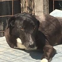 NIKA, Hund, Mischlingshund in Rumänien - Bild 6
