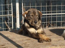 MARCO, Hund, Mischlingshund in Rumänien - Bild 11