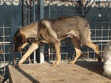 MARCO, Hund, Mischlingshund in Rumänien - Bild 12