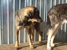 MARCO, Hund, Mischlingshund in Rumänien - Bild 13