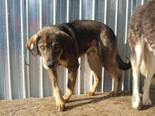 MARCO, Hund, Mischlingshund in Rumänien - Bild 14