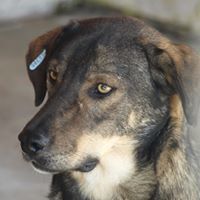 MARCO, Hund, Mischlingshund in Rumänien - Bild 2