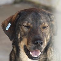 MARCO, Hund, Mischlingshund in Rumänien - Bild 3