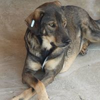 MARCO, Hund, Mischlingshund in Rumänien - Bild 4