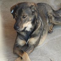 MARCO, Hund, Mischlingshund in Rumänien - Bild 5