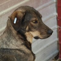 MARCO, Hund, Mischlingshund in Rumänien - Bild 7
