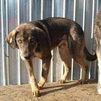 MARCO, Hund, Mischlingshund in Rumänien - Bild 8