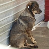 MARCO, Hund, Mischlingshund in Rumänien - Bild 9