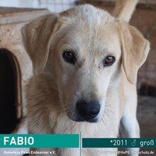 FABIO, Hund, Mischlingshund in Rumänien - Bild 1