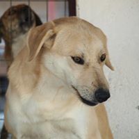 FABIO, Hund, Mischlingshund in Rumänien - Bild 10