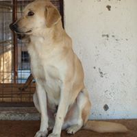 FABIO, Hund, Mischlingshund in Rumänien - Bild 11