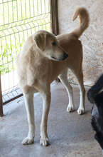 FABIO, Hund, Mischlingshund in Rumänien - Bild 12