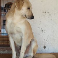 FABIO, Hund, Mischlingshund in Rumänien - Bild 14