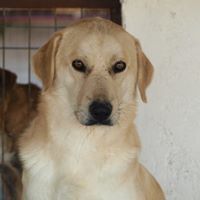 FABIO, Hund, Mischlingshund in Rumänien - Bild 15