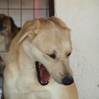 FABIO, Hund, Mischlingshund in Rumänien - Bild 16