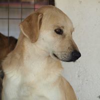 FABIO, Hund, Mischlingshund in Rumänien - Bild 17