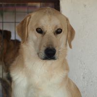 FABIO, Hund, Mischlingshund in Rumänien - Bild 18