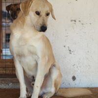 FABIO, Hund, Mischlingshund in Rumänien - Bild 19