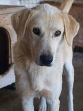 FABIO, Hund, Mischlingshund in Rumänien - Bild 2