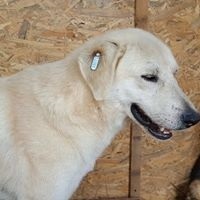 FABIO, Hund, Mischlingshund in Rumänien - Bild 20