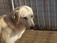 FABIO, Hund, Mischlingshund in Rumänien - Bild 21