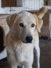 FABIO, Hund, Mischlingshund in Rumänien - Bild 3