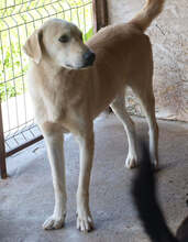 FABIO, Hund, Mischlingshund in Rumänien - Bild 4