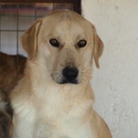 FABIO, Hund, Mischlingshund in Rumänien - Bild 6