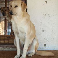 FABIO, Hund, Mischlingshund in Rumänien - Bild 7