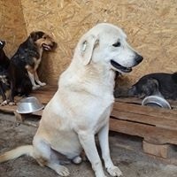 FABIO, Hund, Mischlingshund in Rumänien - Bild 8