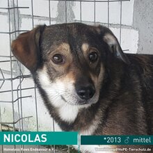 NICOLAS, Hund, Mischlingshund in Rumänien - Bild 1