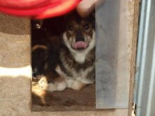 NICOLAS, Hund, Mischlingshund in Rumänien - Bild 10