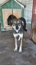NICOLAS, Hund, Mischlingshund in Rumänien - Bild 13