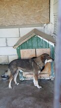 NICOLAS, Hund, Mischlingshund in Rumänien - Bild 14