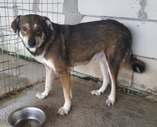NICOLAS, Hund, Mischlingshund in Rumänien - Bild 2