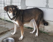 NICOLAS, Hund, Mischlingshund in Rumänien - Bild 3