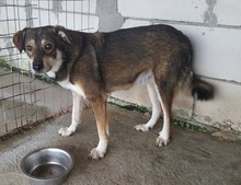 NICOLAS, Hund, Mischlingshund in Rumänien - Bild 4