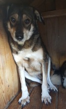 NICOLAS, Hund, Mischlingshund in Rumänien - Bild 5