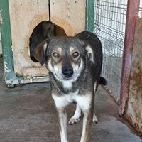 NICOLAS, Hund, Mischlingshund in Rumänien - Bild 6