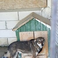 NICOLAS, Hund, Mischlingshund in Rumänien - Bild 7