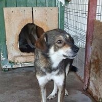 NICOLAS, Hund, Mischlingshund in Rumänien - Bild 9
