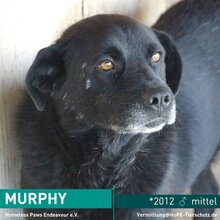 MURPHY, Hund, Mischlingshund in Rumänien - Bild 1