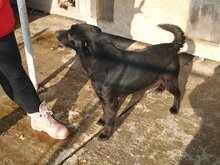 MURPHY, Hund, Mischlingshund in Rumänien - Bild 16