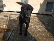 MURPHY, Hund, Mischlingshund in Rumänien - Bild 17